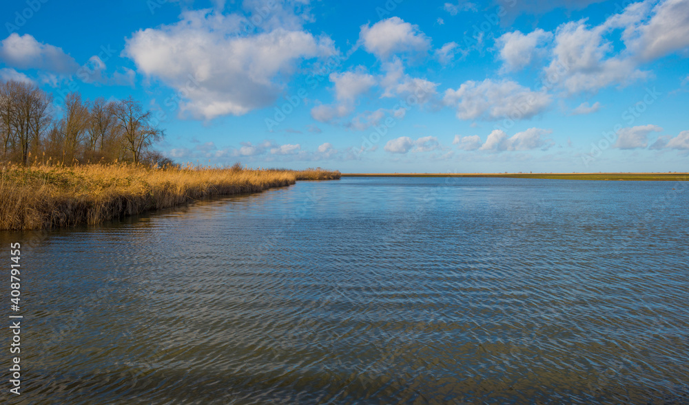 The reedy edge of a lake in a green grassy field in wetland in sunlight under a blue sky in winter, Almere, Flevoland, The Netherlands, January 24, 2021 The reedy edge of a lake in a green grassy field in wetland in sunlight under a blue sky in winter, Almere, Flevoland, The Netherlands, January 24, 2021