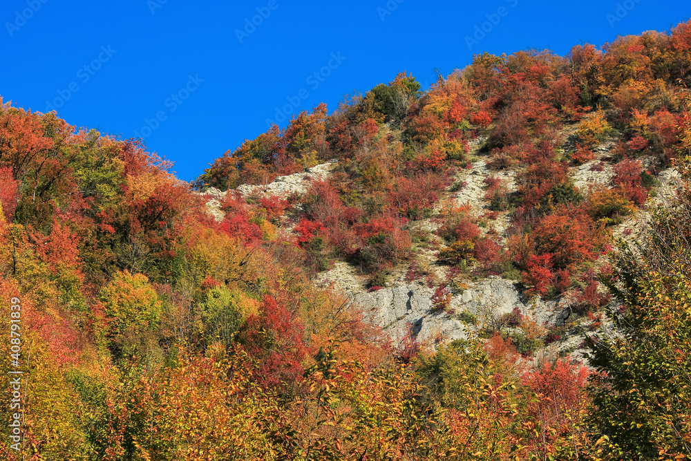Beautiful autumn forest in the mountains.