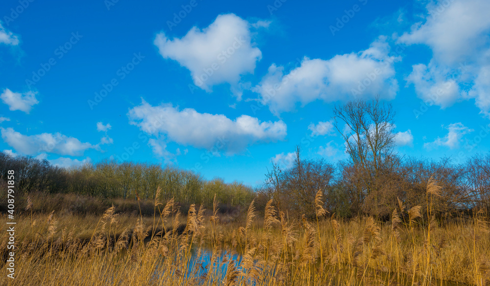 Reedy edge of a canal in a green grassy landscape in wetland in sunlight under a blue sky in winter, Almere, Flevoland, Netherlands, January 24, 2021 Reedy edge of a canal in a green grassy landscape in wetland in sunlight under a blue sky in winter, Almere, Flevoland, Netherlands, January 24, 2021