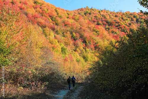 Beautiful autumn forest in the mountains.