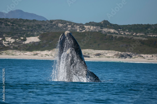 Whale on the coast of Hermanus of South Africa...