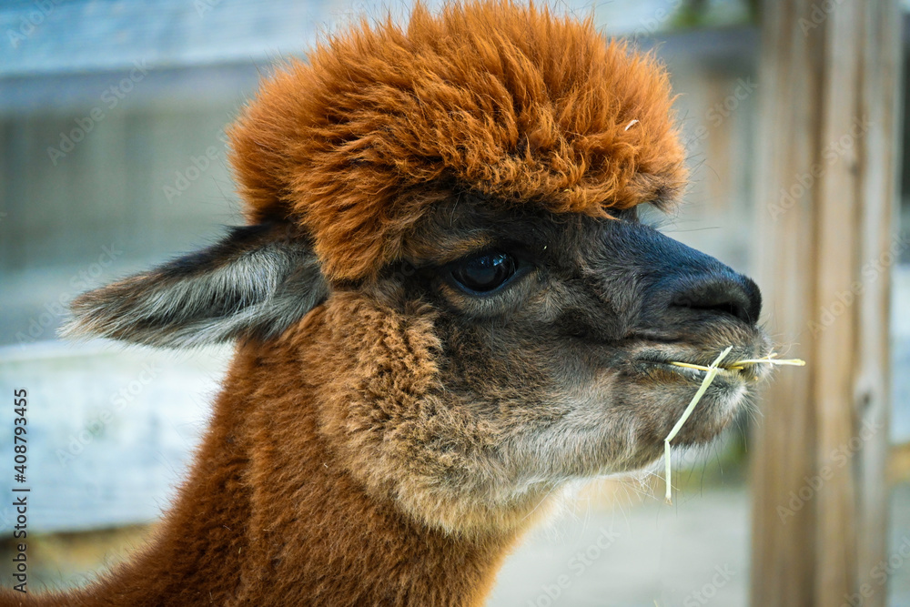 Fototapeta premium close up of a alpaca