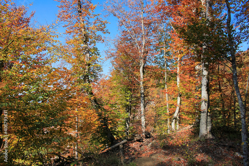 Beautiful autumn forest in the mountains.