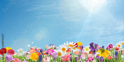 Many beautiful spring flowers outdoors on sunny day, banner design