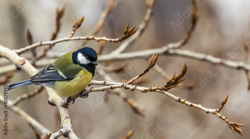 Bird tit close up on a branch of a poplar tree in spring