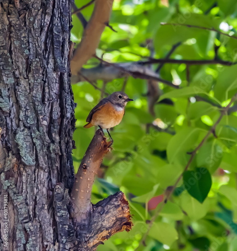Bird redstart ordinary close-up in summer on the branch of an apple tree against the background of green foliage © Александр Коликов