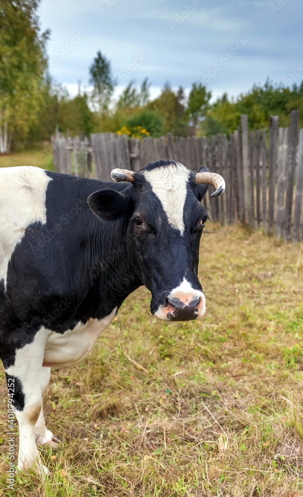 Black and white cow on a background of grass, birches and sky in summer