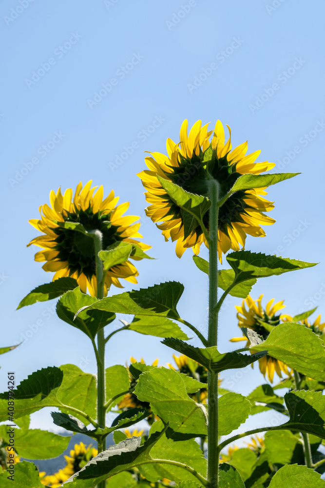 Back side view of the twin sunflowers under the clear blue sky. Back side view of the twin sunflowers under the clear blue sky.