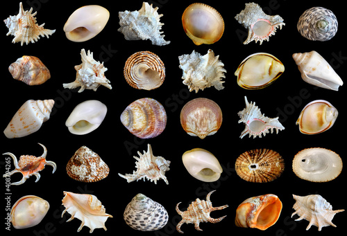 Seashells (Cockleshells) collection isolated on the black background photo
