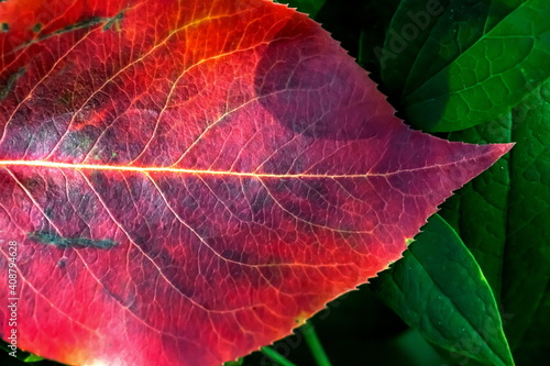 Multicolored leaf of black-fruited mountain ash close-up in the garden in autumn