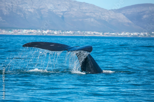 Whale tale in the ocean in Hermanus of South Africa