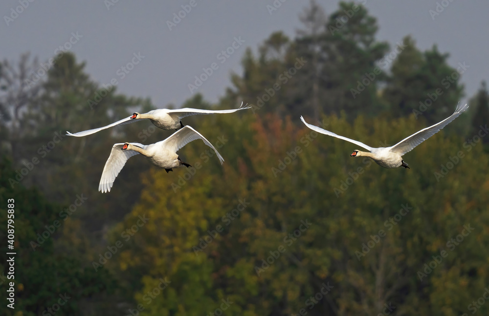 Three Mute swans fly with forest in the background. (Cygnus Olor). Three Mute swans fly with forest in the background. (Cygnus Olor).