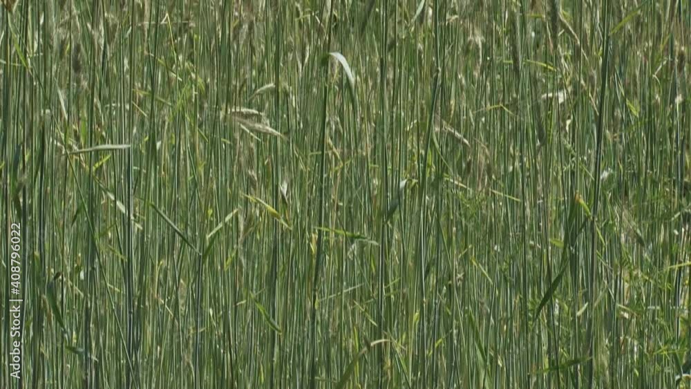 tilt up + hold corn field (rye). Rye grain is used for flour, rye bread, rye beer, whiskey, vodka and animal fodder. tilt up + hold corn field (rye). Rye grain is used for flour, rye bread, rye beer, whiskey, vodka and animal fodder.