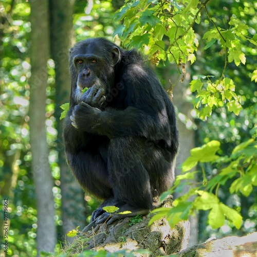 Menschenaffen (Hominidae) - Ein männlicher Schimpanse (Pan troglodytes) auf einem Holzstamm © joerghartmannphoto