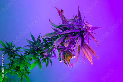 Purple marijuana cannabis medicinal plant in utraviolet light and artistic style. Beautiful hemp in deep vibrant purple saturated colors.