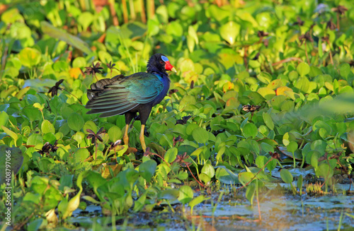 Amerikanisches Purpurhuhn photo