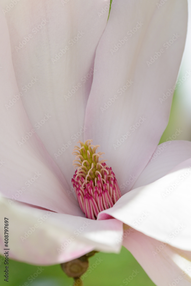 Obraz premium Magnolien im Frühling