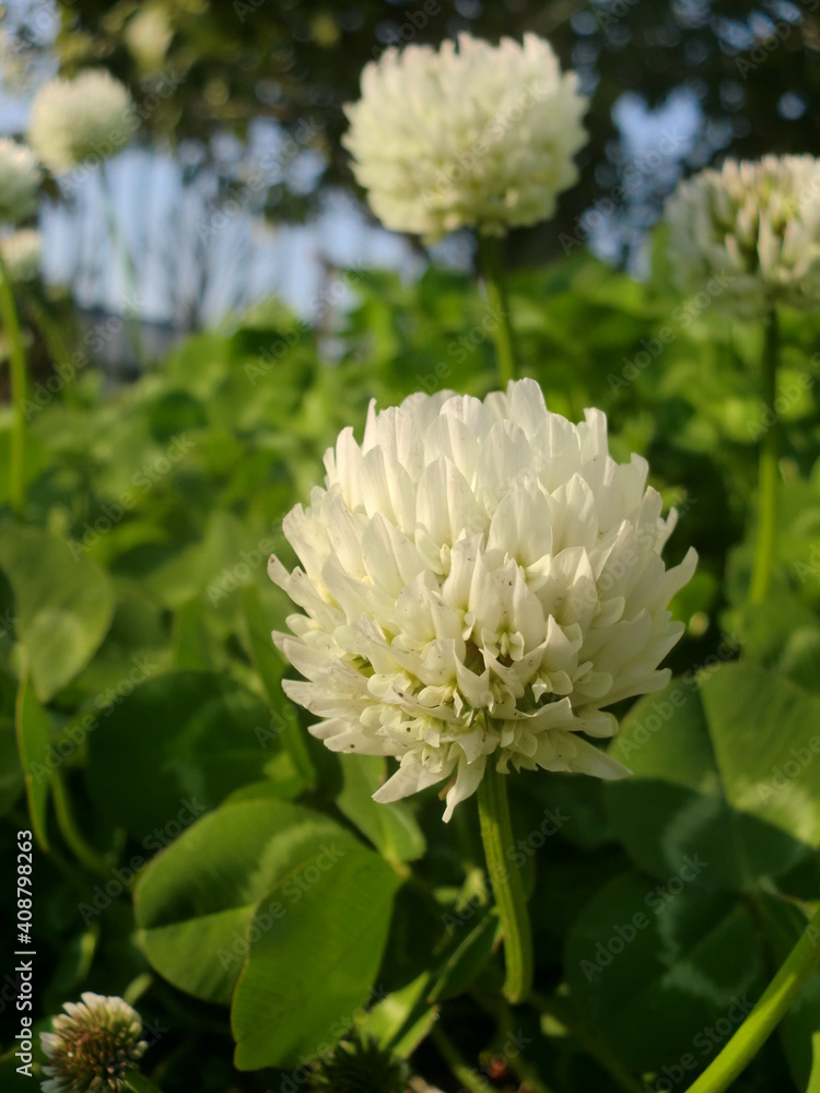 シロツメクサの白い花