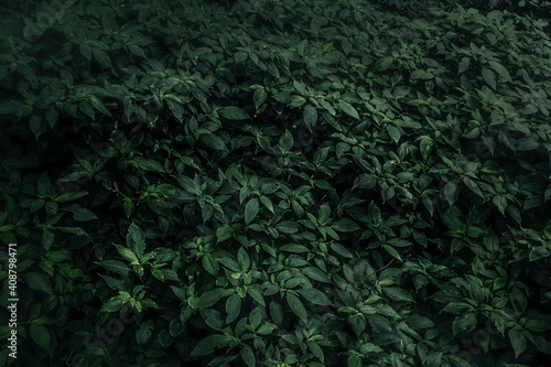 Dark blue leaf blur background