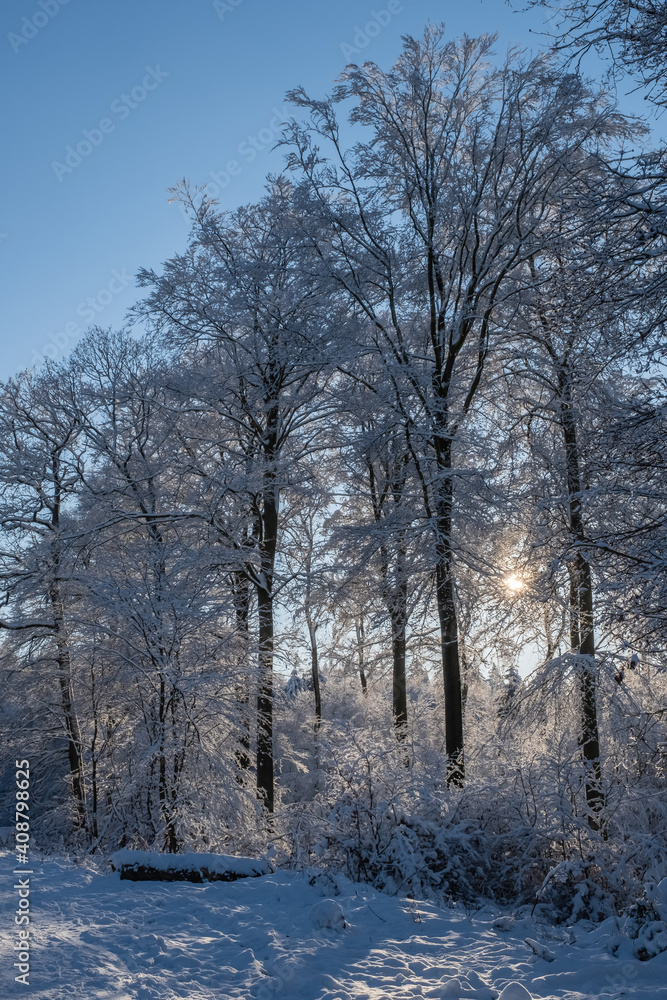 View towards snow-covered trees in the backlight in the Taunus / Germany View towards snow-covered trees in the backlight in the Taunus / Germany