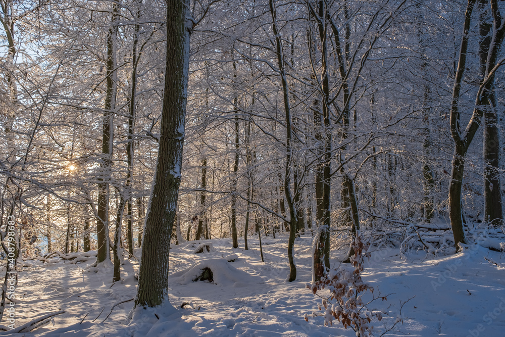View into a snow-covered forest in the Taunus / Germany with backlight in the evening View into a snow-covered forest in the Taunus / Germany with backlight in the evening