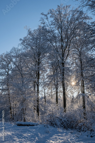 View towards snow-covered trees in the backlight in the Taunus / Germany  © fotografci