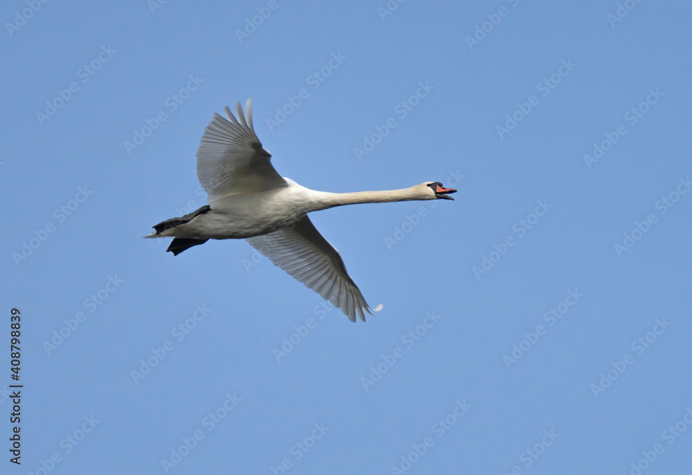 Obraz premium The mute swan (Cygnus olor) is a species of swan and a member of the waterfowl family Anatidae.