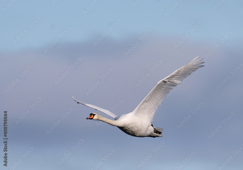 The mute swan (Cygnus olor) is a species of swan and a member of the waterfowl family Anatidae. The mute swan (Cygnus olor) is a species of swan and a member of the waterfowl family Anatidae.