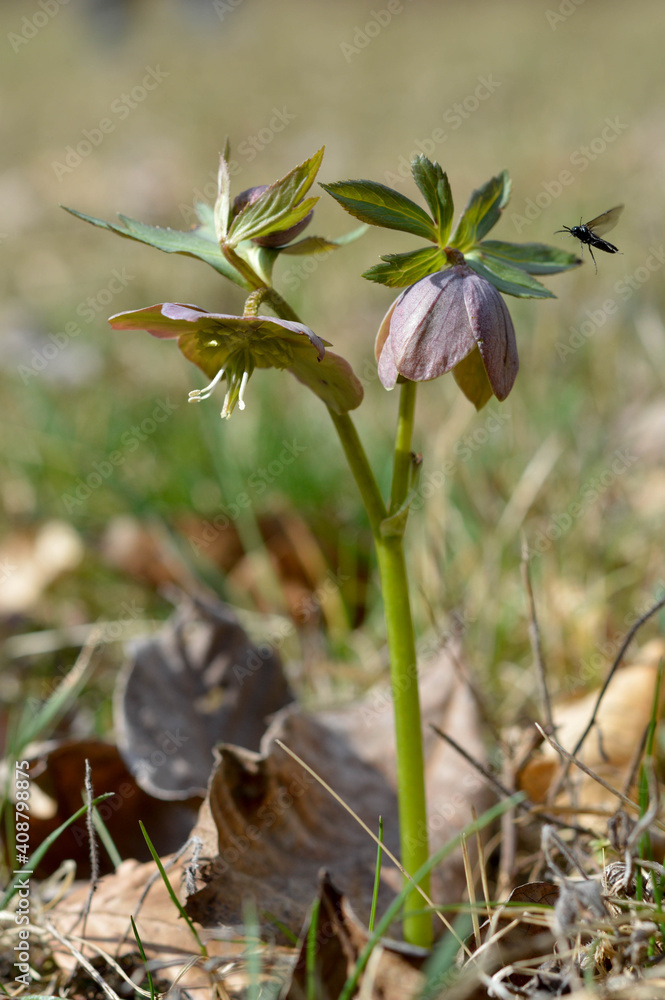 Purple wildflower in nature. Hellebore macro details close up. Purple wildflower in nature. Hellebore macro details close up.