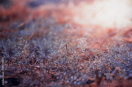 close up of red moss