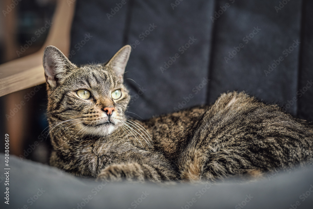 Gray brown tabby cat resting on armchair, looking curiously, closeup detail on his head