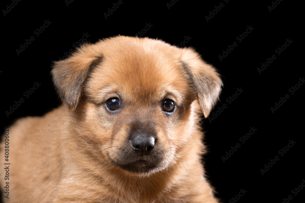 Portrait of a beautiful puppy on a black background. Horizontally framed shot.