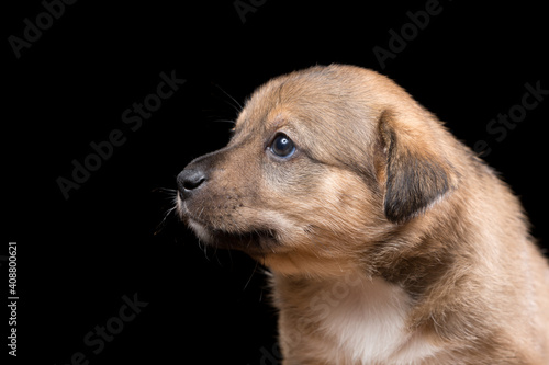 Portrait of a beautiful puppy on a black background.