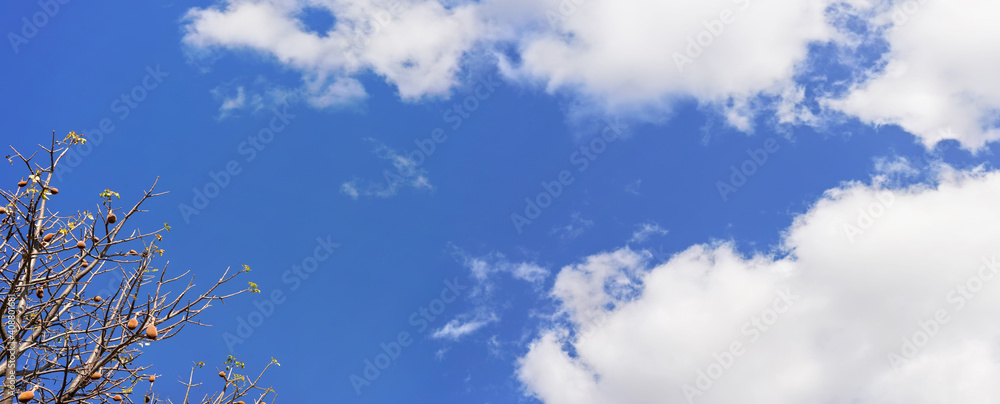 Looking up the baobab tree, only few leaves, but fruits on branches, against blue sky with some clouds Looking up the baobab tree, only few leaves, but fruits on branches, against blue sky with some clouds