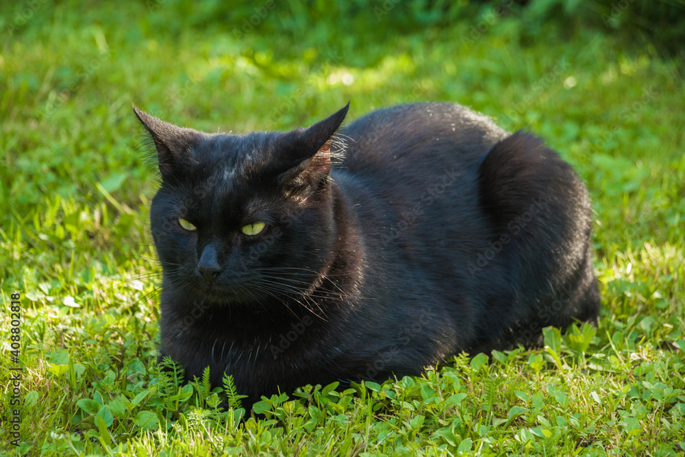Black cat with green eyes laying on lawn