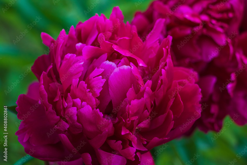 Big red peony flowers with green leaves in garden