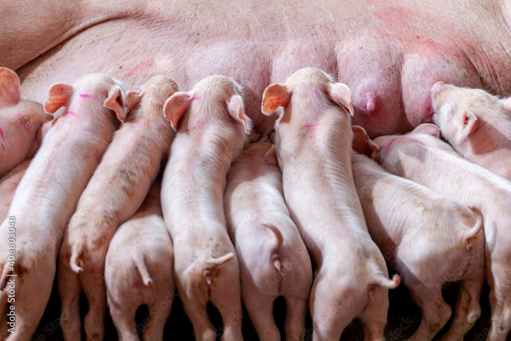 A newborn piglet is sucking milk from a mother pig. A newborn piglet is sucking milk from a mother pig.