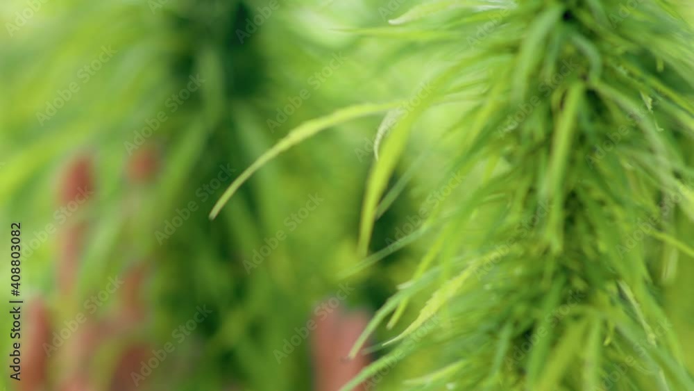 Woman hand touching and stroking green Ganja tree plant leaves under sunlight in fresh morning. Production of natural cosmetics and medicines, perfumery. Natural cosmetics. Four shots in one. Woman hand touching and stroking green Ganja tree plant leaves under sunlight in fresh morning. Production of natural cosmetics and medicines, perfumery. Natural cosmetics. Four shots in one.