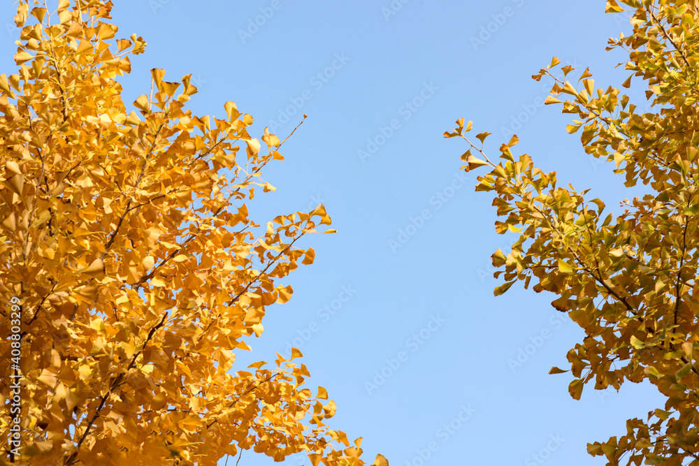 Under the background of blue sky, the beautiful and colorful autumn is a collection of yellow ginkgo leaves Under the background of blue sky, the beautiful and colorful autumn is a collection of yellow ginkgo leaves