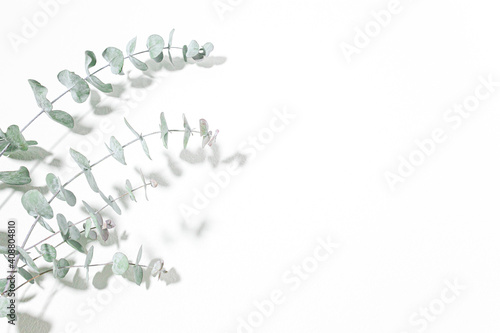 ユーカリ　爽やかな植物の白背景素材