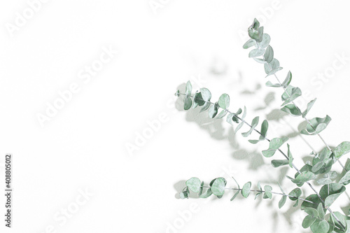 ユーカリ　爽やかな植物の白背景素材