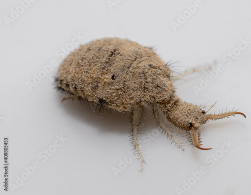 A small ant-lion larvae