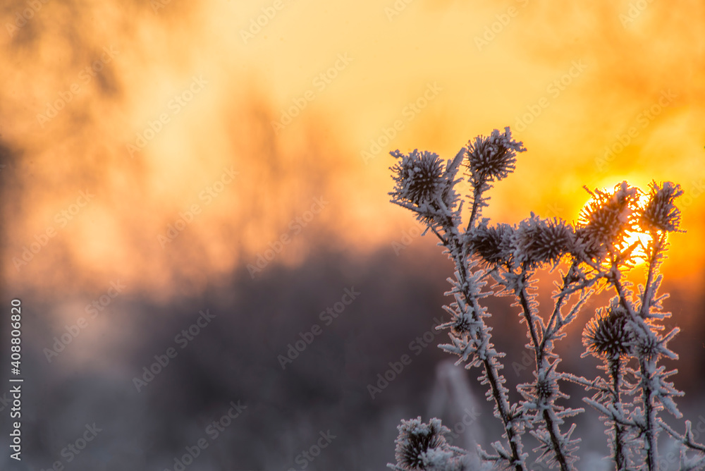 Fototapeta premium dawn on a snow-covered field amid grass. Snow and frost on the plants. Ice grass. Ice tale. Beautiful winter background with branches covered with hoarfrost. The plants are covered with frost. 