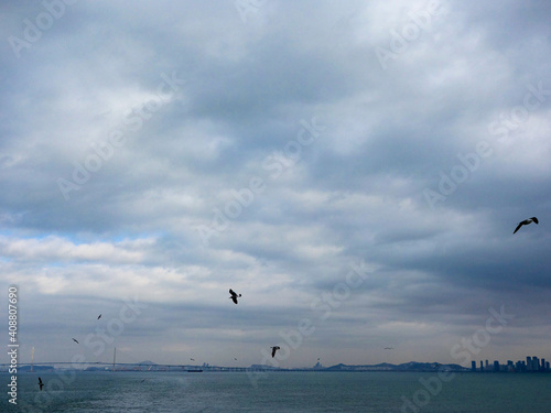 In the background of dark clouds and sea skyline  seagulls are flying freely.
