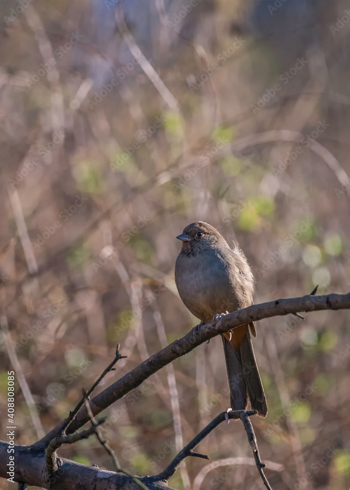 California Towhee (Melozone crissalis) perches on a shrub in Franklin Canyon, Los Angeles, CA. California Towhee (Melozone crissalis) perches on a shrub in Franklin Canyon, Los Angeles, CA.