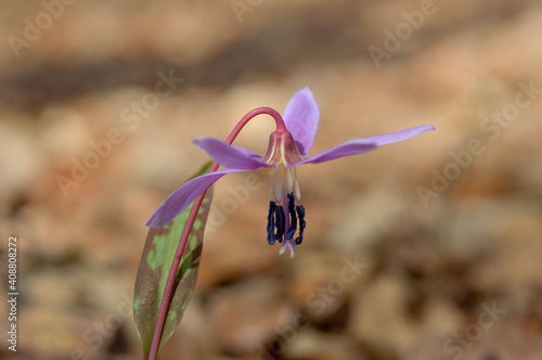 Erythronium dens-canis, Dog's tooth violet, Fawn lilies photo