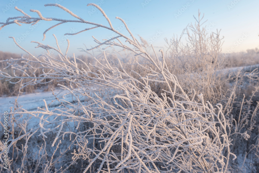 dawn on a snow-covered field amid grass. Snow and frost on the plants. Ice grass. Ice tale. Beautiful winter background with branches covered with hoarfrost. The plants are covered with frost. 