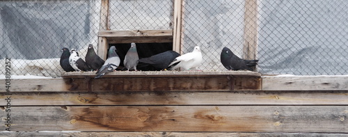 Keeping by pigeon lovers in private pigeon houses. Soft focus image of seated pigeons.