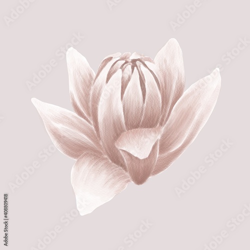 half-open bud of gladiolus flower in pastel pink color
