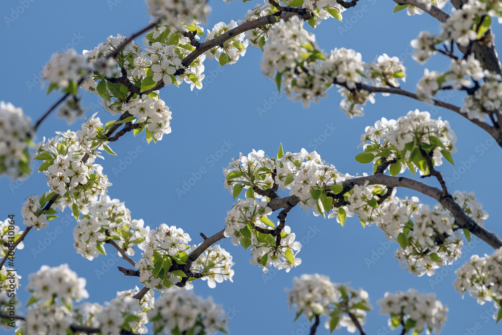 Branches of a blossoming pear tree against a blue sky. Selective focus.. Branches of a blossoming pear tree against a blue sky. Selective focus..